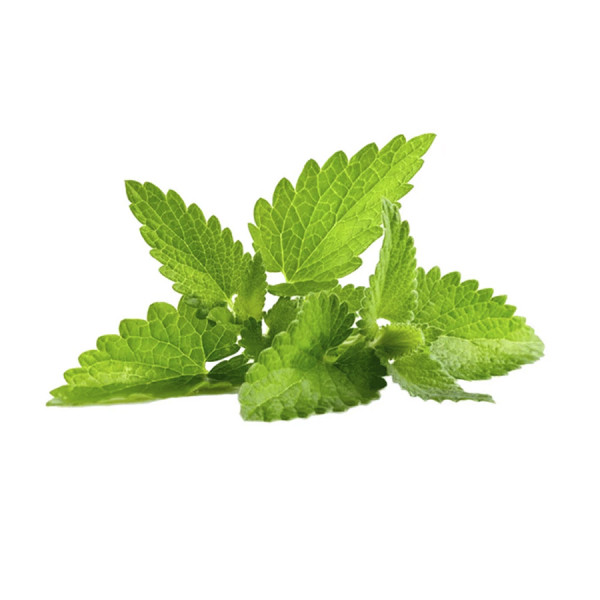 Hierba Buena - Spearmint 1 pk