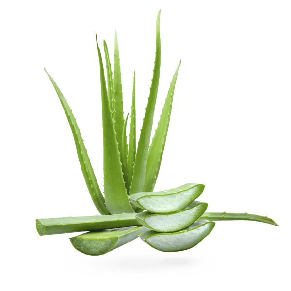 Aloe Vera - Sabila 1 lb